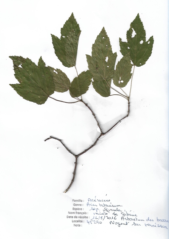 acer tararicum ssp ginnala