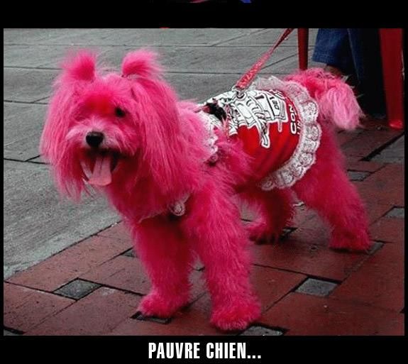 Chien_rouge