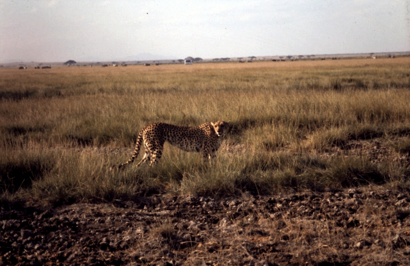 amboseli guepard i