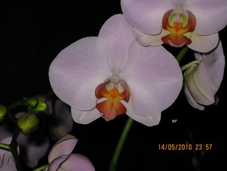 Phalaenopsis_2009_2010