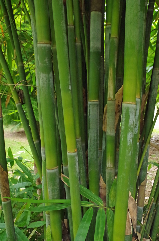 photo 3- S brachycladum à chaumes verts a Singapour