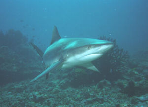 requin_gris_polynesie