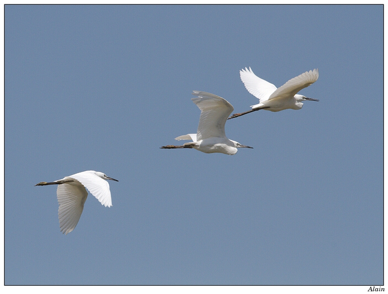 oiseaux de la dombes