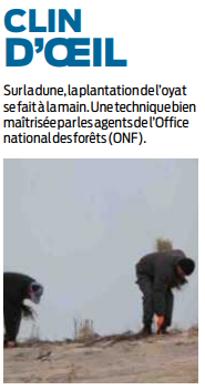 2019 02 08 SO Plantation de l'oyat