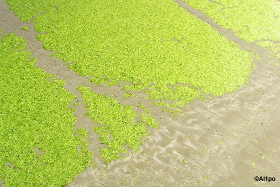 Les algues vertes, ce n'est pas de la salade !