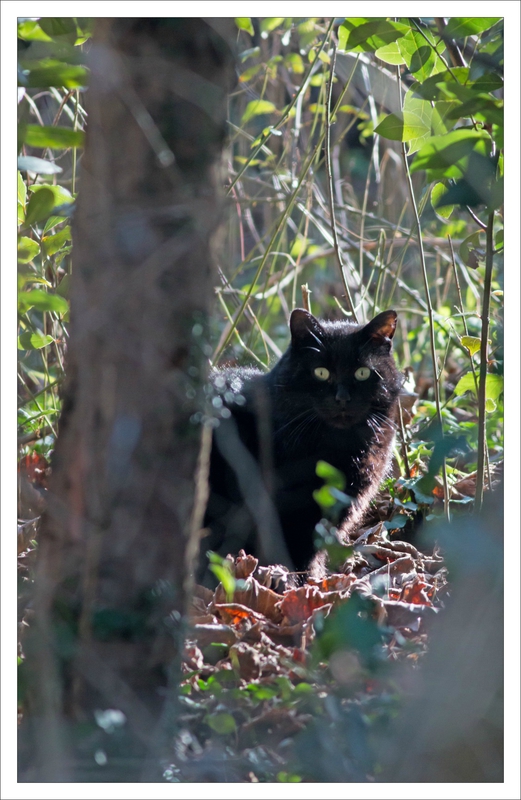 ville chat bosquet 020215