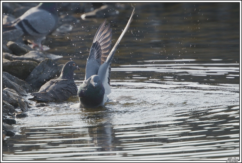 le bain du Pigeon