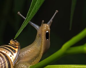escangry