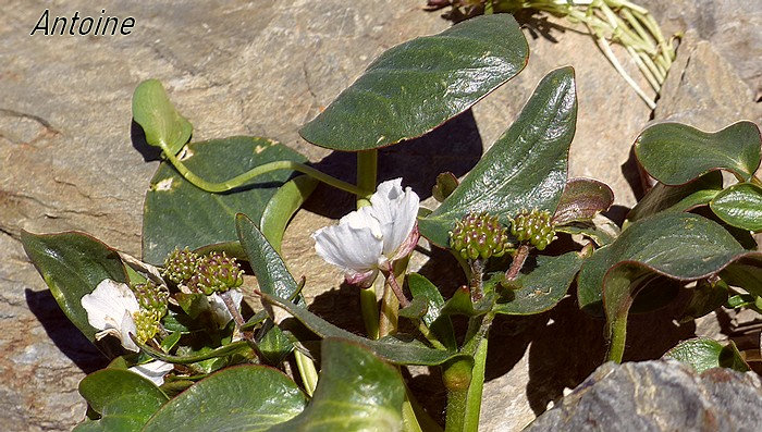 fleur blanche plus ou moins rosée solitaire ou en ombelle