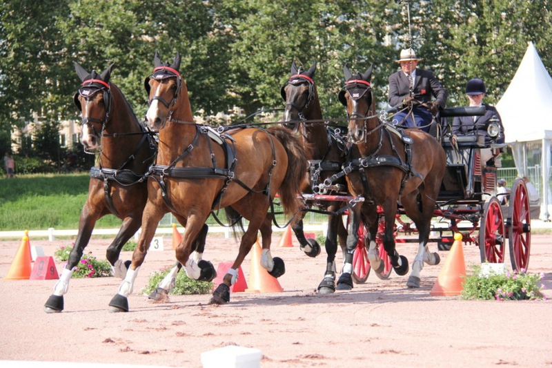 Jeux Equestres Mondiaux 2014 attelage Normandie