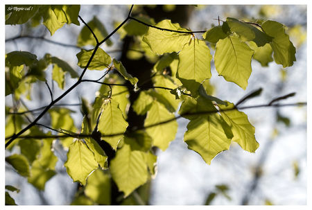 kampen_leaves