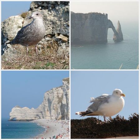 mosaicetretat