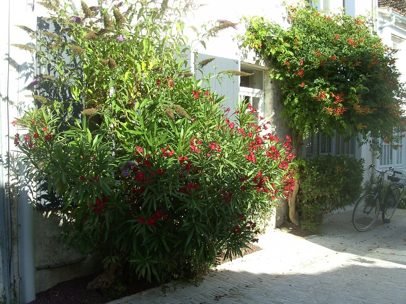L'Île de Ré