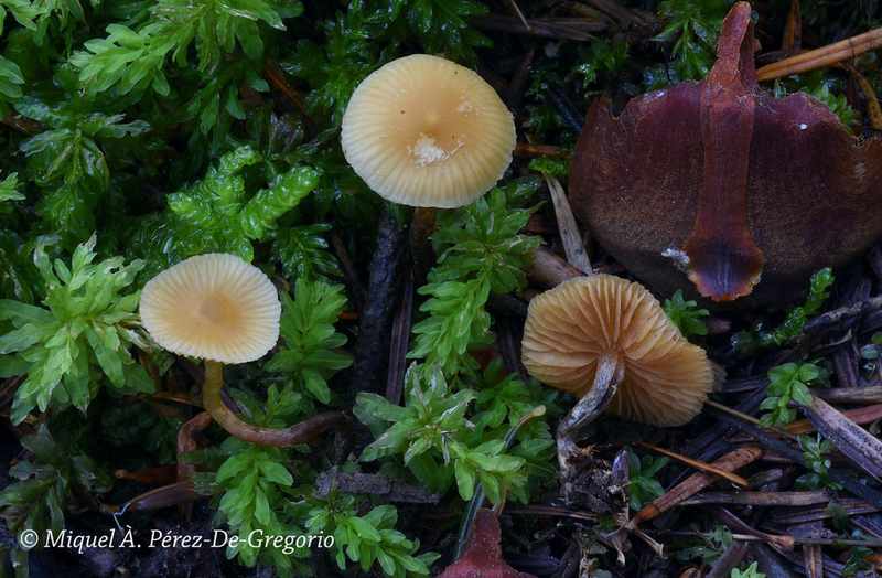 Galerina atkinsoniana España
