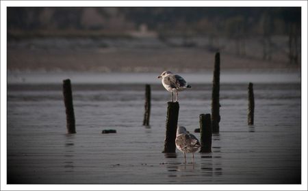 lunette_mouettes_posees_091010