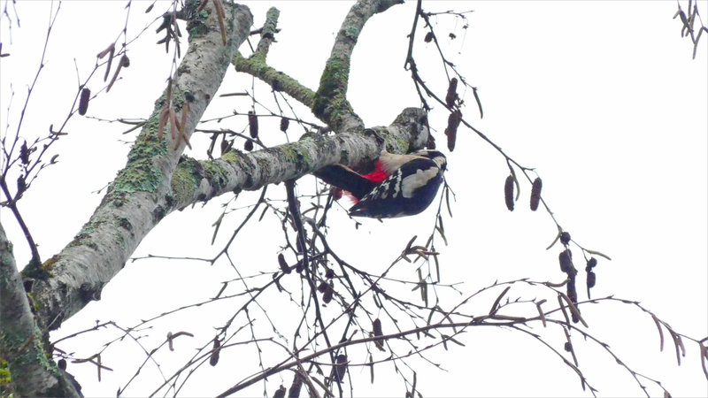 Oiseau pic épeiche bouleau 3 261023