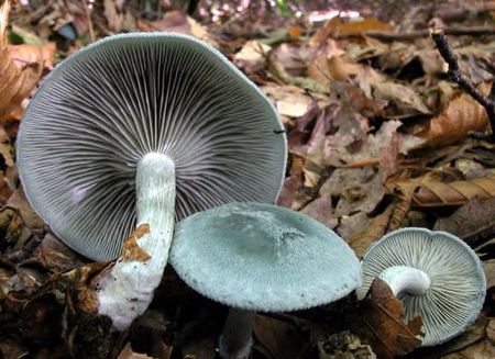 Clitocybe_odorant5