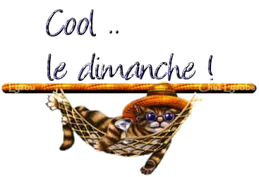 Bon dim chat