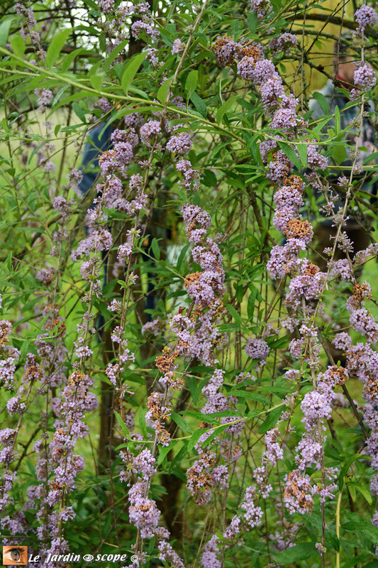 Buddléia-alternifolia-2