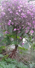 Geranium maderense (Madère), photo des auteurs du blog au Conservatoire botanique 