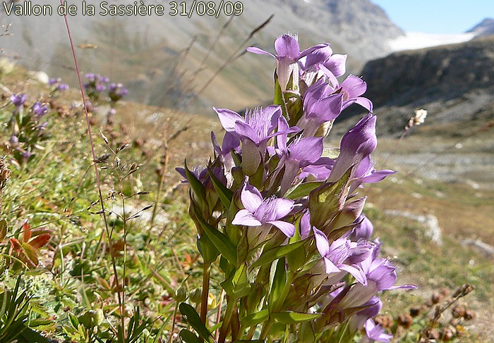 Gentianella campestris