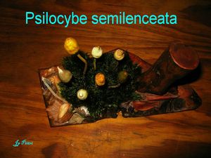 psilocybe semilanceata n°884 et 906