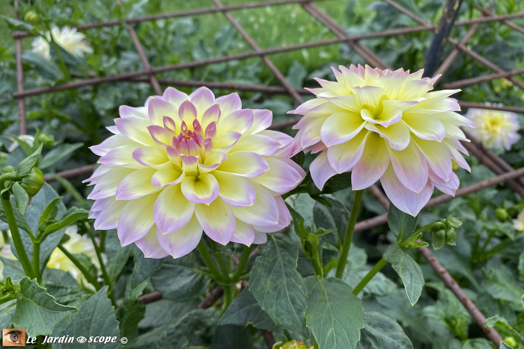 Dahlia-Cherry-Cream
