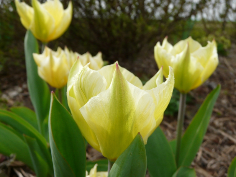 04 - Tulipes forteriana sweethear (2)