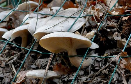 Evasion de champignons