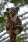wild_life_koala