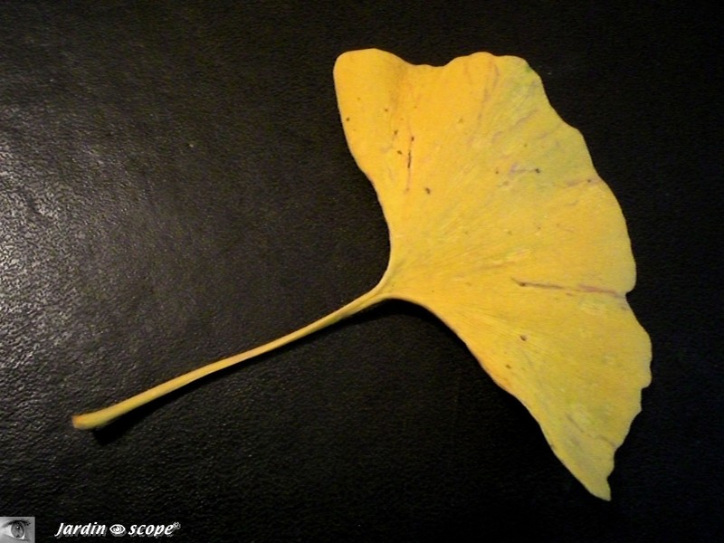 Feuille de Ginkgo biloba