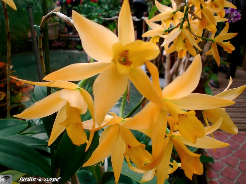 Expo d'Orchidées 2008 - Serre aux papillons du Parc Floral d'Orléans