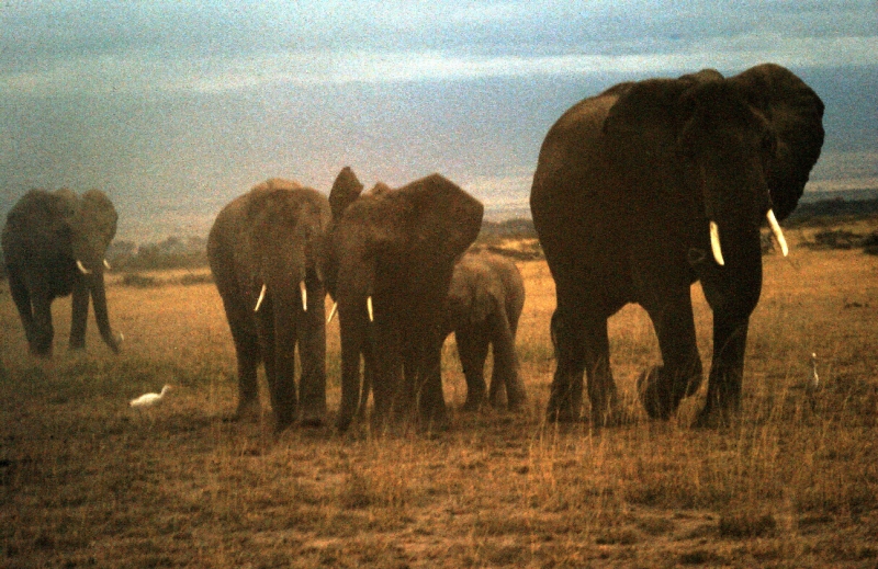 amboseli elephants troupeaux tt