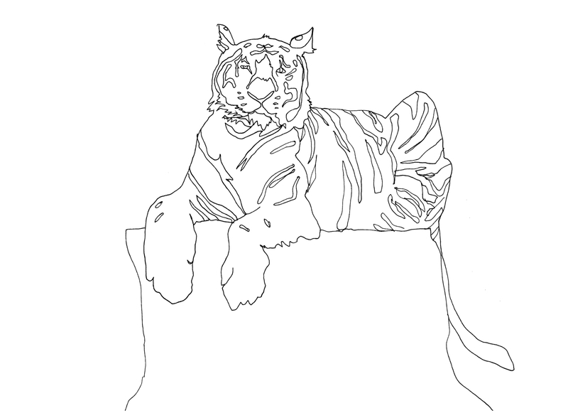 tiger-for-coloring