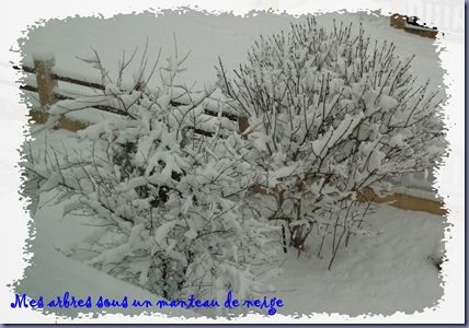 Mes arbres en hiver