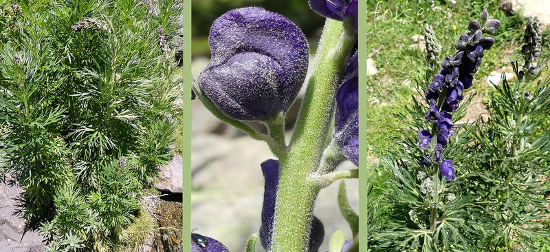 tige dressée robuste généralement simple ou peu rameuse velue dans le haut