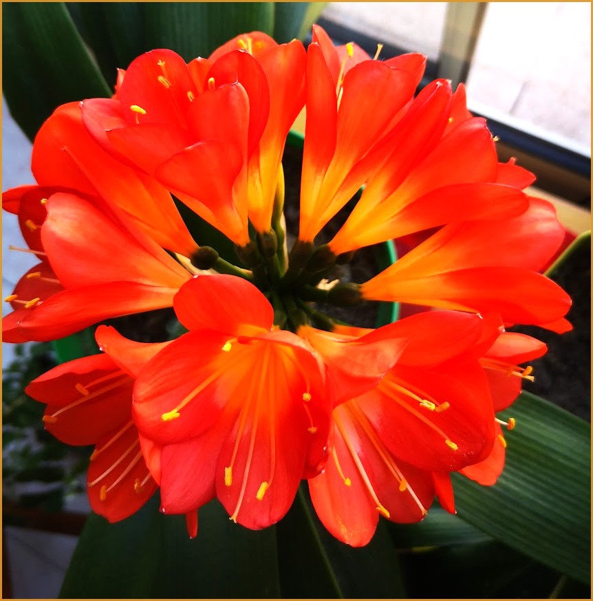 clivia2022_1