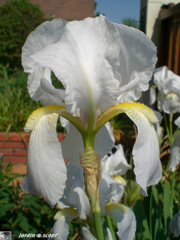 Iris Avanelle
