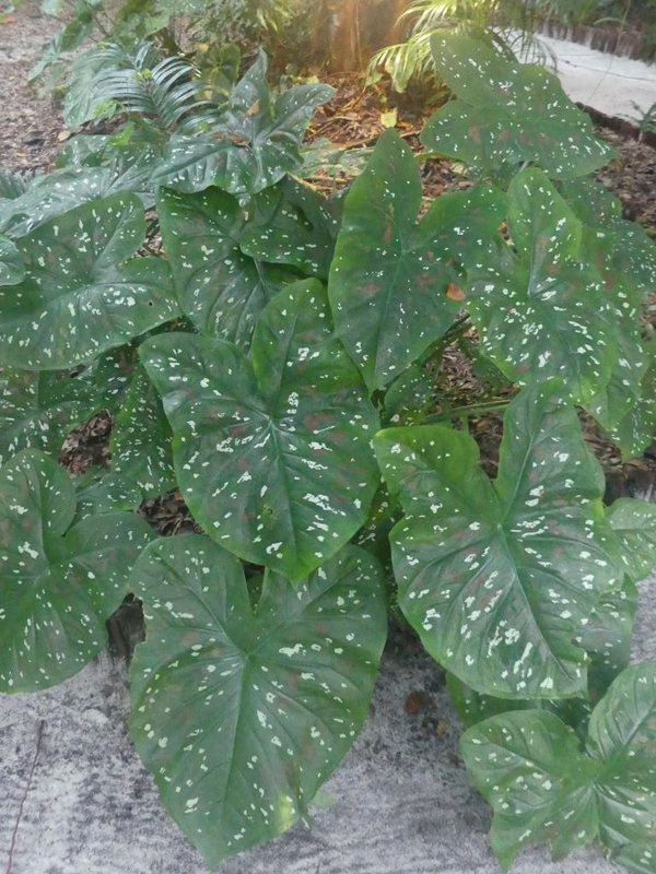 P1250037