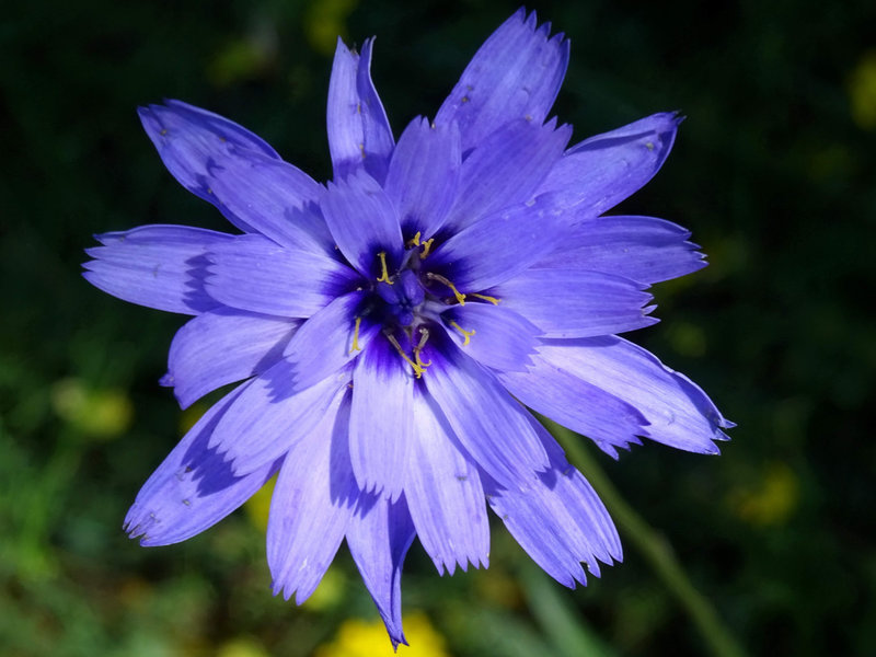 Fleur de montagne bleue Ataxie la fée 700 K° ville de Tours