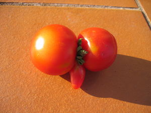 tomate_003