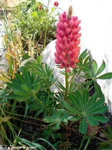 Lupin