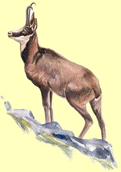 Chamois 4