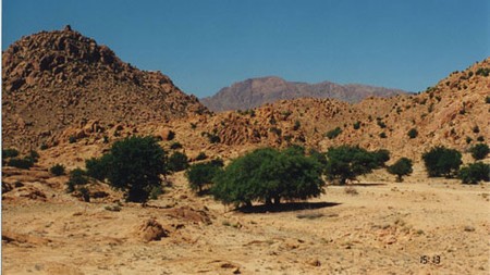 Maroc_20__20Tafraoute_20__20arganiers_jpg