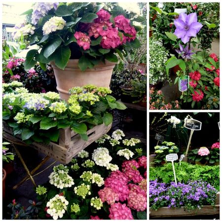 Cité des fleurs