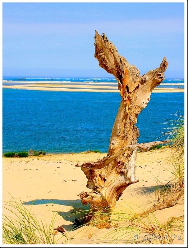 Le banc d'Arguin vu de la dune du Pyla