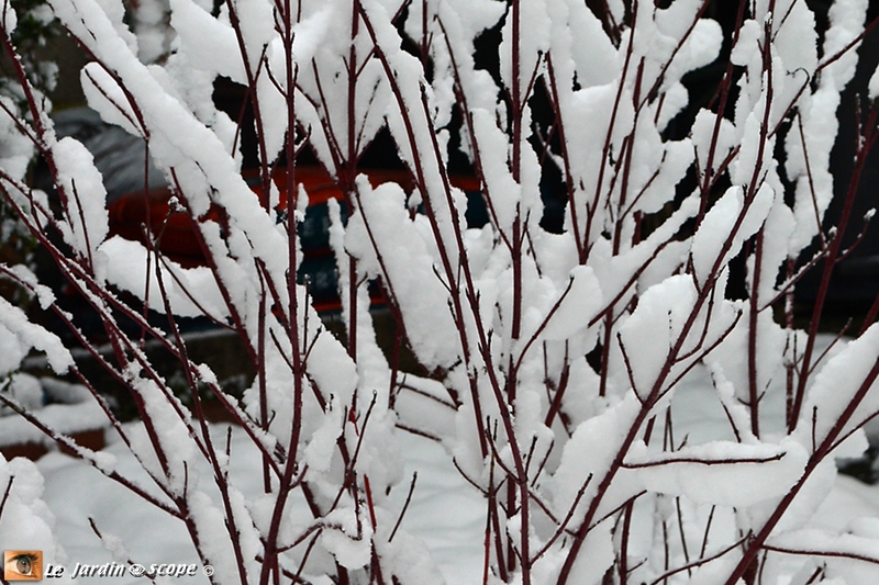 Cornus-alba-2