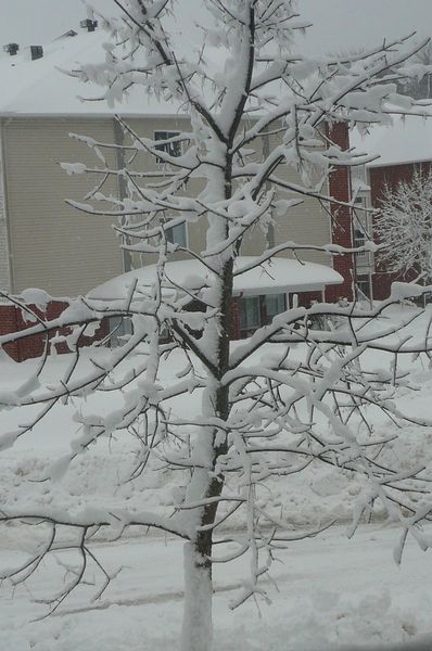 canada 339