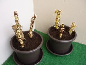 yucca_006