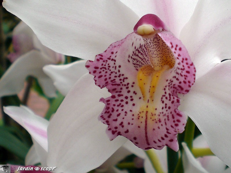 Cymbidium Alexalban 'The Bride'